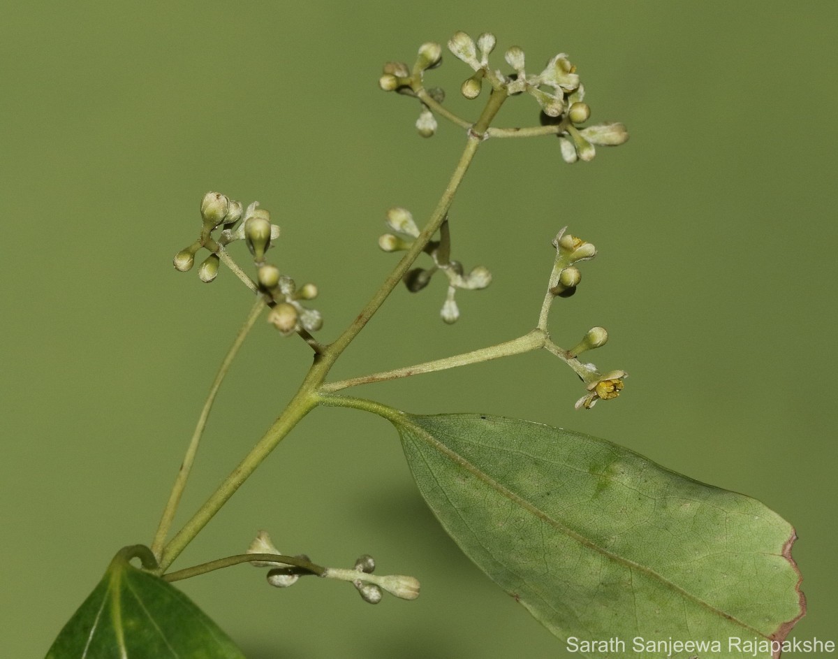 Cinnamomum citriodorum Thwaites